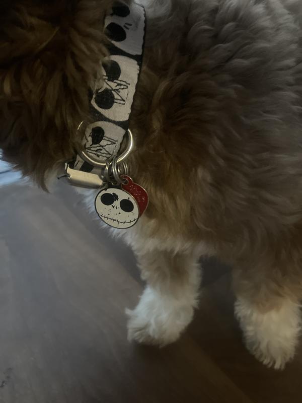 Happy pup with his new collar