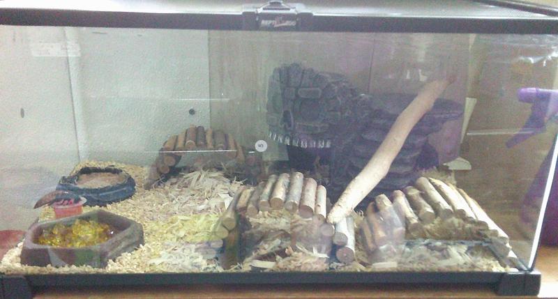 the set up in the new tank. They really seem to like it.