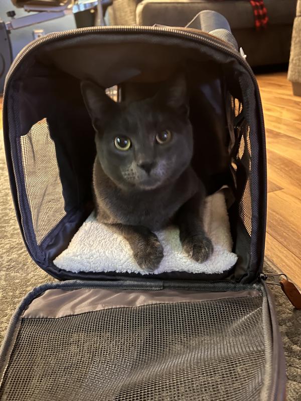 Blueberry loves his pet carrier