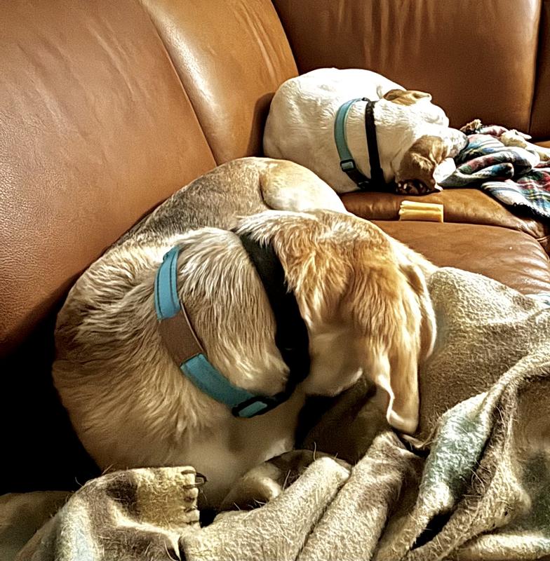 Yellow dog thunder phone, white dog has multi itches-helps her relax