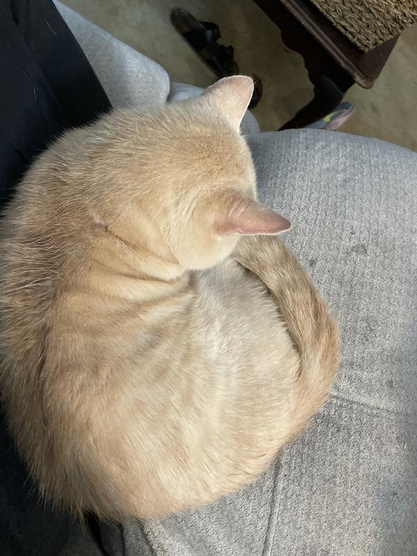 Cuddle bug