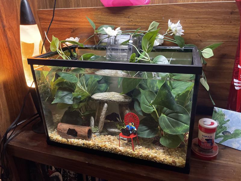 Bruno and his plants!