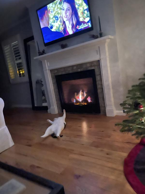 Kitty relaxing by the fire