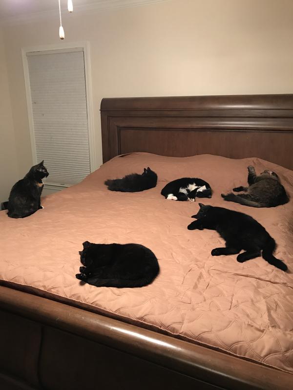 Rescues