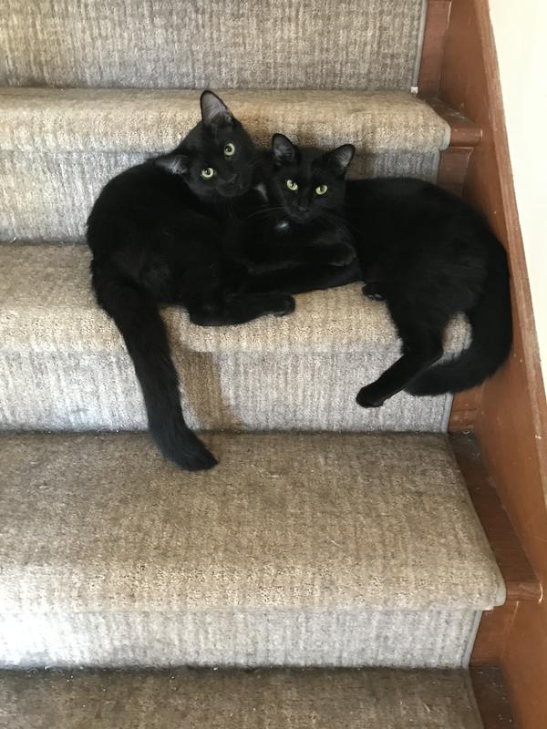 The twins