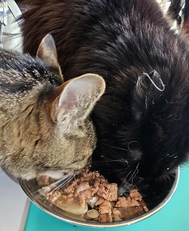 The black cat normally doesn't even care!