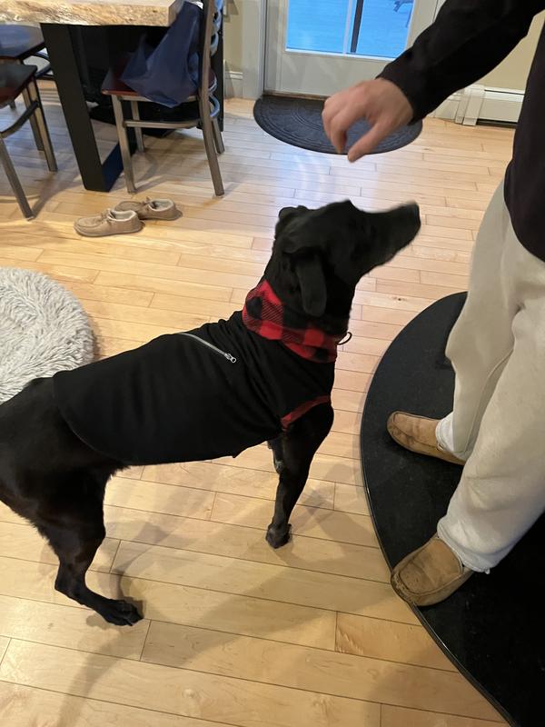 Finley, 58 pounds- wearing XL.