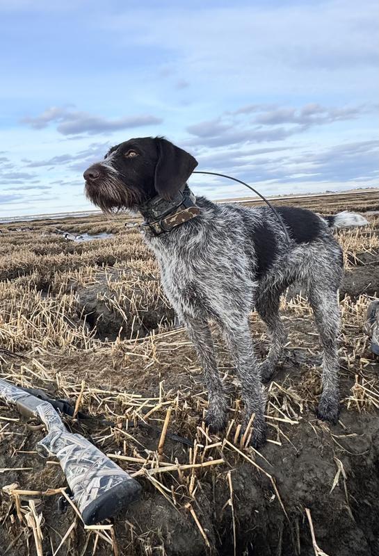 Collar has held up well in even salty environments