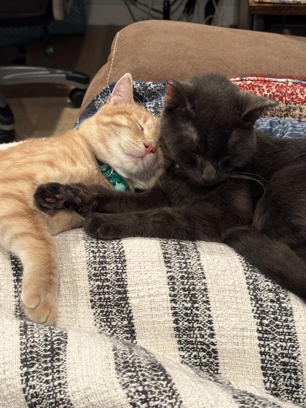 Happy kitties 🐈‍⬛