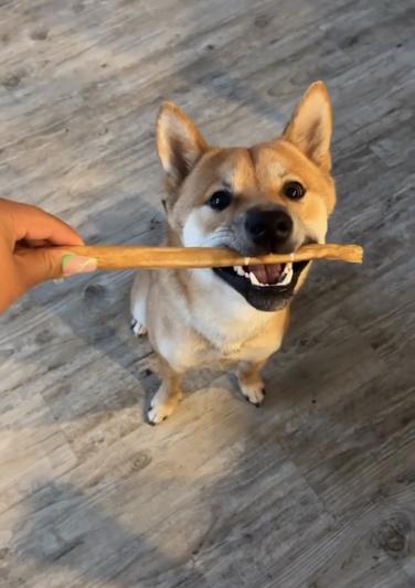Loves it, sticks are bigger than him!