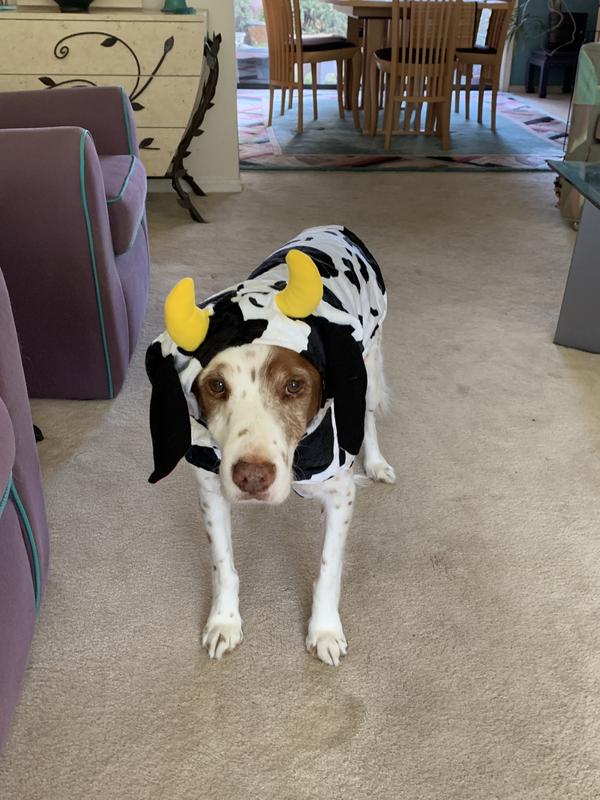 When is dis Cowloweenie over?