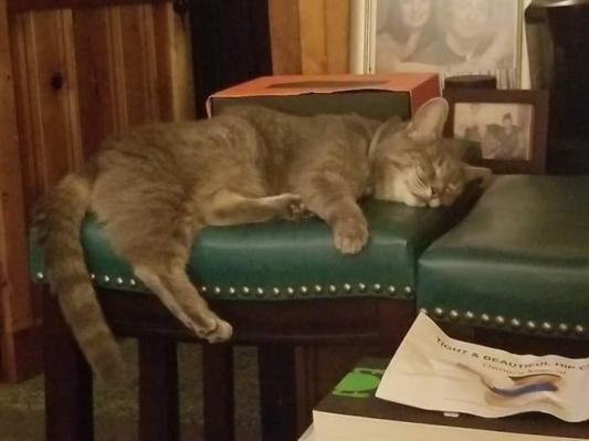 Gabby Girl needed a nap after her fancy feast with gravy!