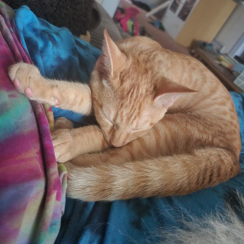 Can enjoy a kitty on my lap