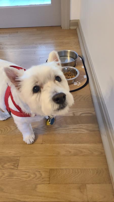 Senior dog rejected it.