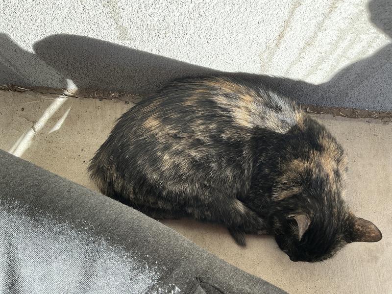 Here’s Cali sleeping beside me outdoors where she’s living / she actually went to sleep here