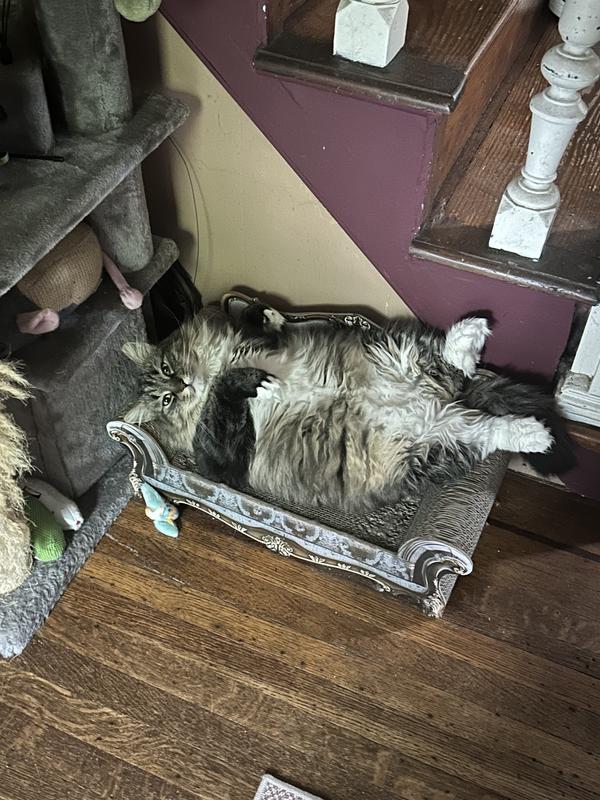 Toefur has loved this cat scratch sofa ever since we put it together! Hope they become available again, we will need another for backup ❤️