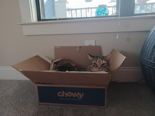 Mia always excited to get her Chewy Shipment!