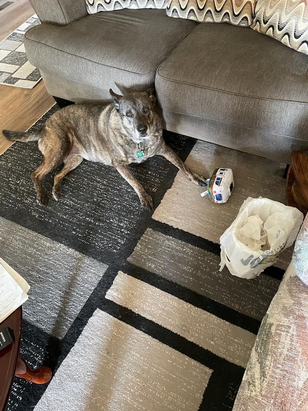 Blair holding BARK Hairstream Trailer Toy