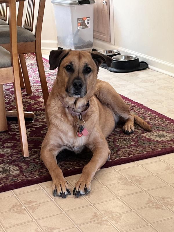 Leo waiting patiently for his greenie