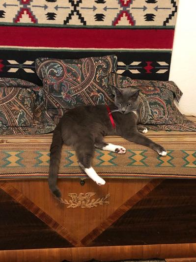 Shadow is definitely in charge of the household!