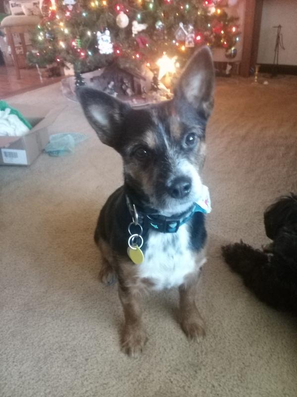 Adopted Reggie April 2023 he had a ruff time took him a while to warm up to me he is a sweet boy!