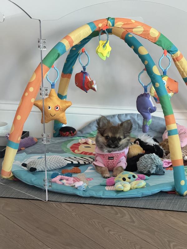 LI'L PALS Canvas Step In Back Clip Dog Harness