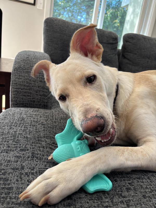 Stanley enjoying the bark bat.