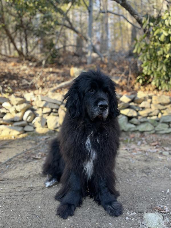 The hard of hearing dog