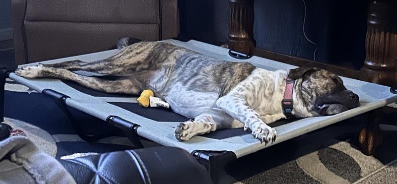 Relaxing on her new elevated bed!