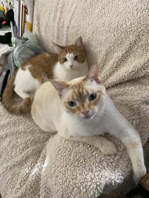 Two of my beautiful boys, Buddy and Squeaky Tiki❤️