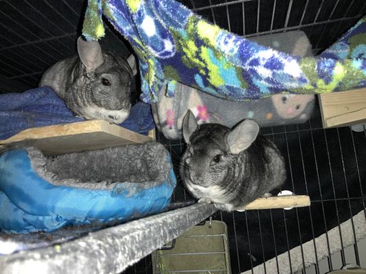 Chinchilla Degu Food, Treats & Toys – Millbry Hill