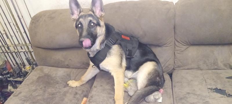 Chewy tactical outlet harness