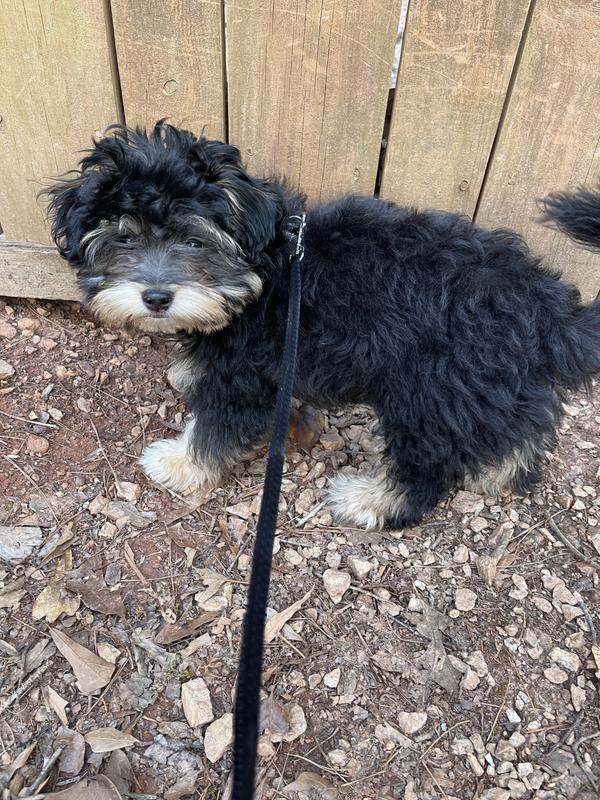 Oliver modeling his harness