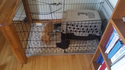 PET TREX High Panel Wire Playpen with Gate reviews Chewy