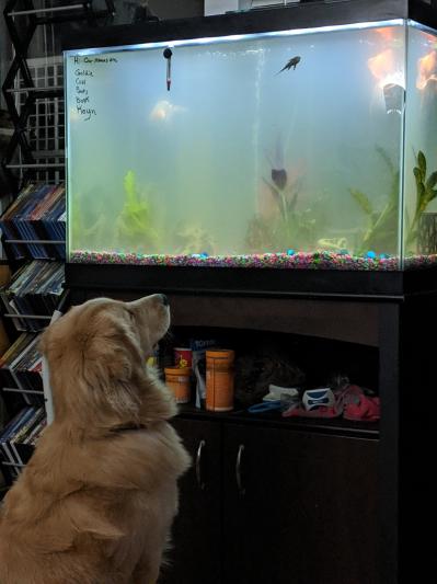 My pup enjoys the fish too!