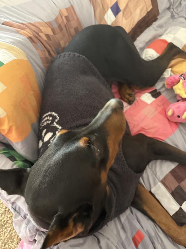 Purchased XL for Doberman and has good stretch to it.