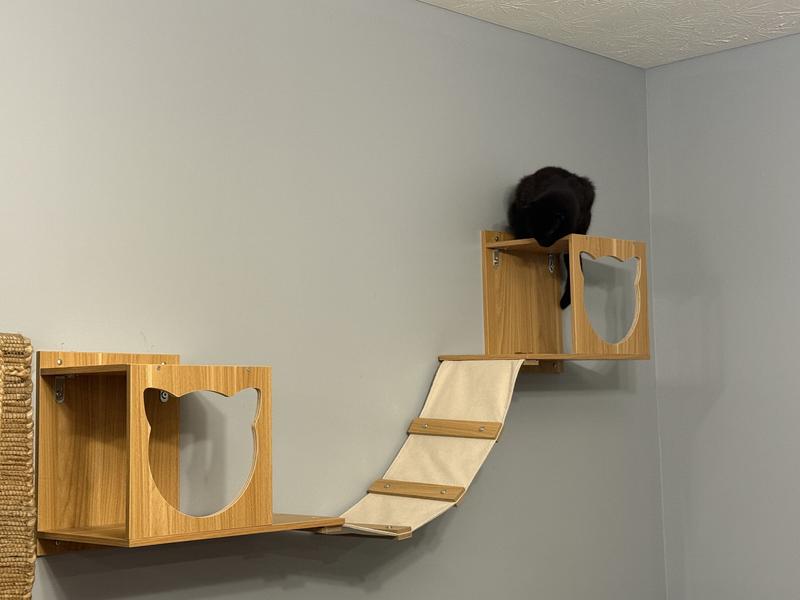 Kitty parkour
