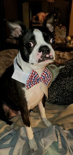 Winston in his July 4th bow tie!!