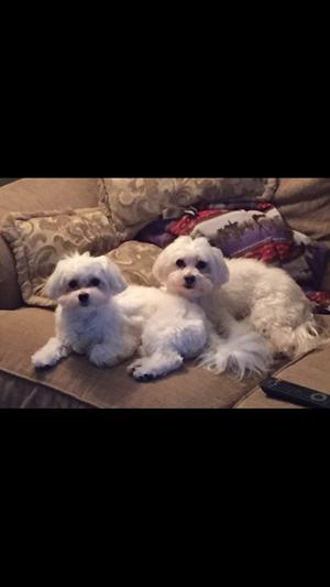 Barkley and Oakley love chewy.com