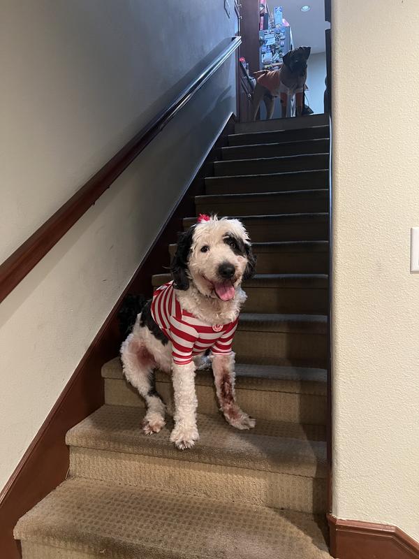 Fozzy as Where’s Waldo?!