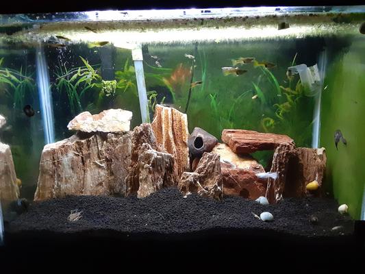 My stone aquarium!