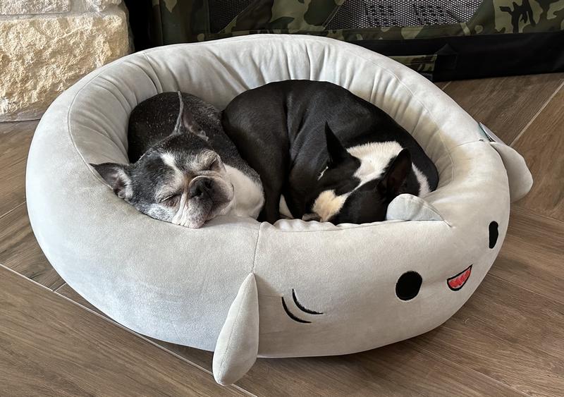 Petey and Lily enjoying their new bed