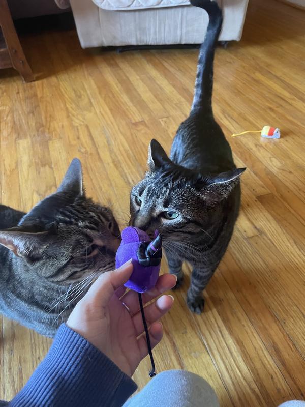 Both of my cats loved them!