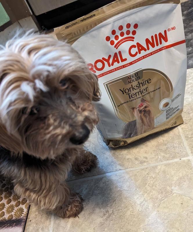 ROYAL CANIN Breed Health Nutrition Yorkshire Terrier Adult Dry Dog