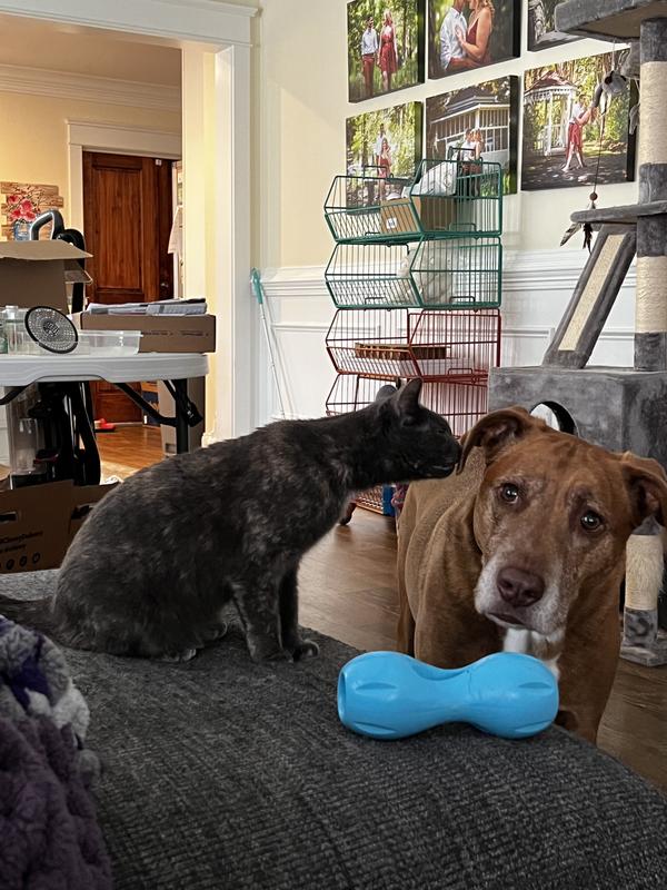 He’s lobbying for a treat in his toy but his sister won’t get out of the way lol