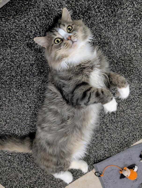 Iroh after using this dry shampoo for three weeks.