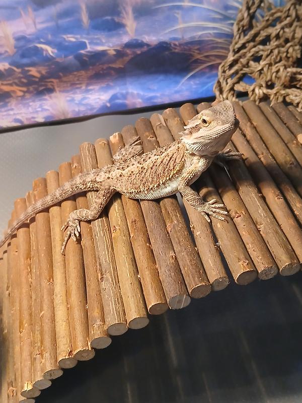 Our beardie who enjoys these tasty phoenix worms