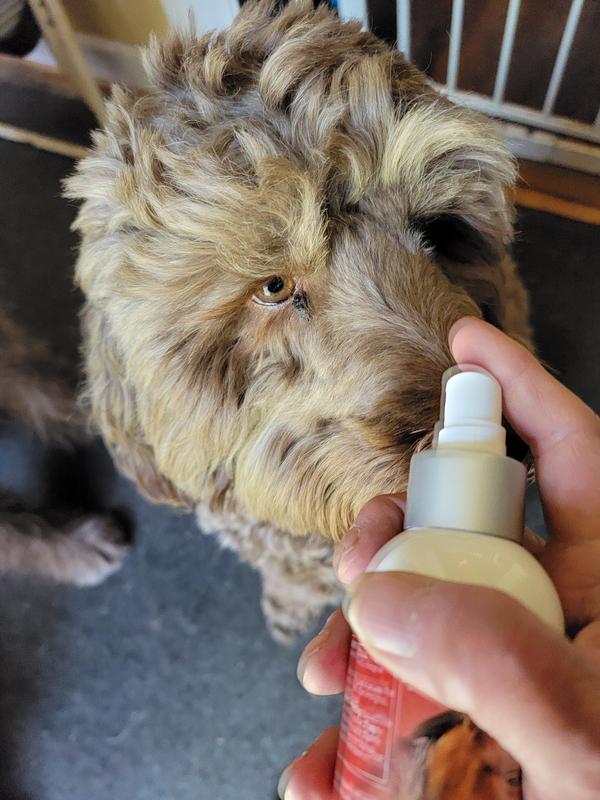 Milo's tail is wagging all over out of frame!