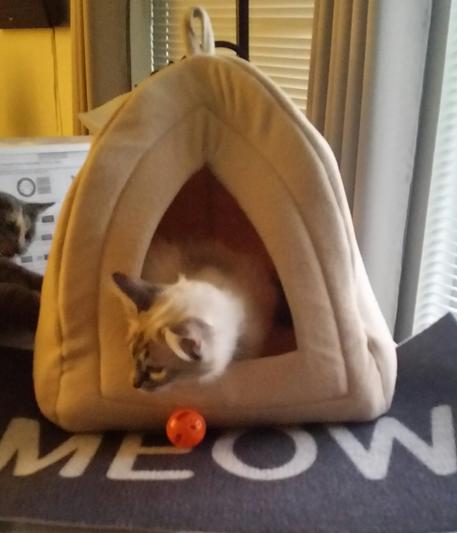 Jewels playing in her  new Igloo