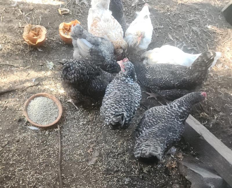 The Girls were eager to eat. No waste with the Layena Crumbles!